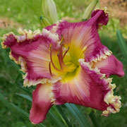 The Last Dragonslayer Daylily